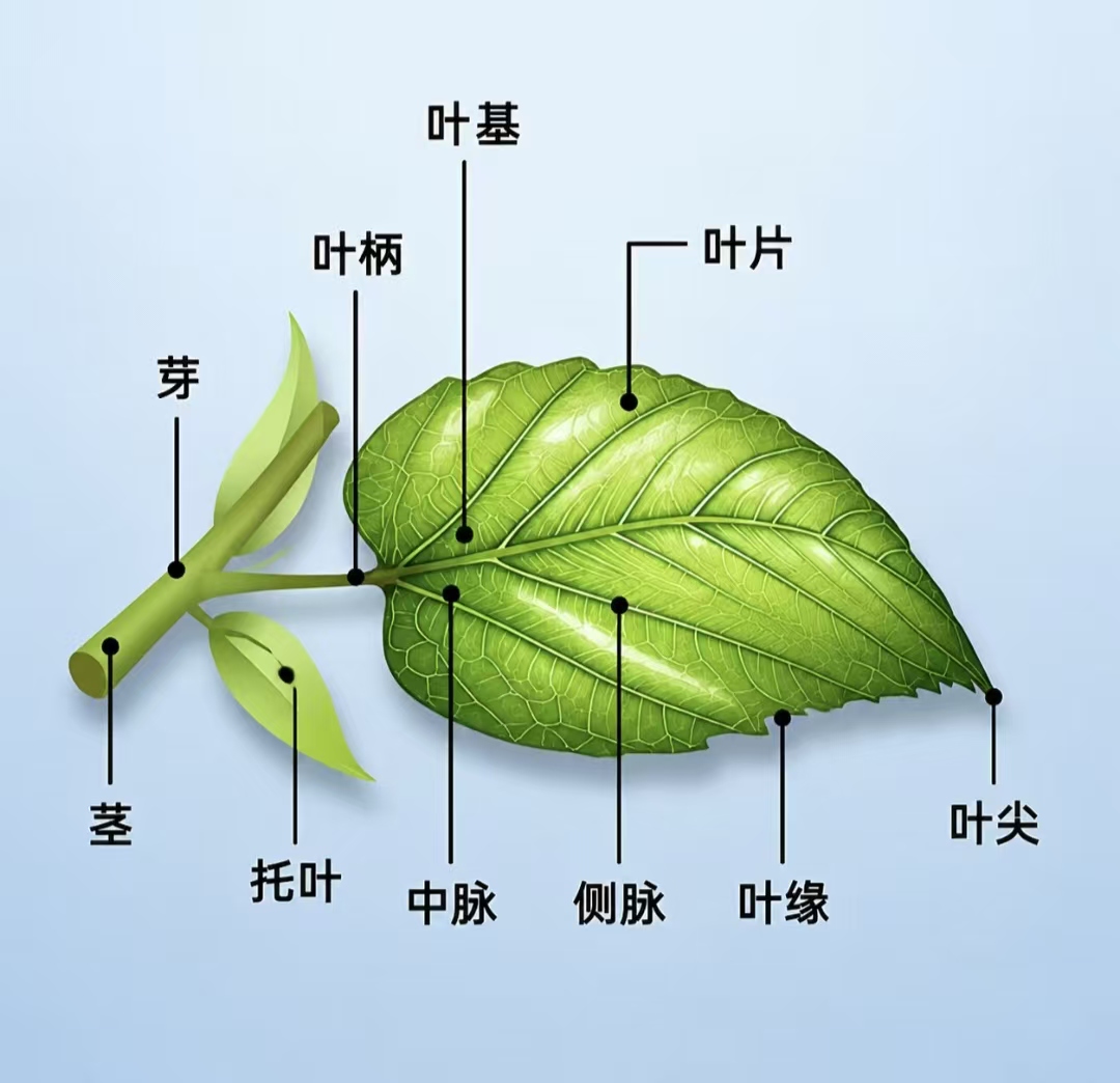 生命科学图片素材
